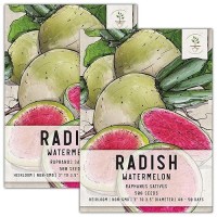 Seed Needs Watermelon Radish Seeds 500 Heirloom Seeds For Planting Raphanus Sativus Cool Weather Crop Nongmo Untreated