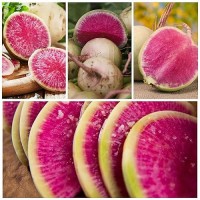 Seed Needs Watermelon Radish Seeds 500 Heirloom Seeds For Planting Raphanus Sativus Cool Weather Crop Nongmo Untreated