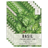 Seed Needs Italian Large Leaf Basil Seeds 500 Heirloom Seeds For Planting Ocimum Basilicum Grow An Indoor Or Outdoor Herb G