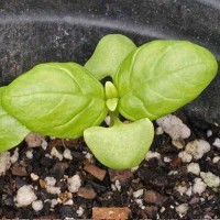 Seed Needs Italian Large Leaf Basil Seeds 500 Heirloom Seeds For Planting Ocimum Basilicum Grow An Indoor Or Outdoor Herb G