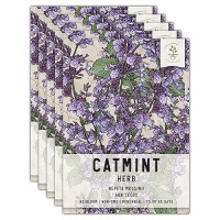 Seed Needs Catmint Seeds For Cats 600 Heirloom Seeds For Planting Nepeta Mussinii Perennial Flowering Medicinal Herb Nongm