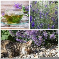 Seed Needs Catmint Seeds For Cats 600 Heirloom Seeds For Planting Nepeta Mussinii Perennial Flowering Medicinal Herb Nongm