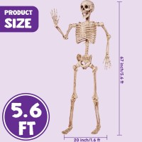 Joyin 56 Ft Halloween Posable Life Size Skeleton Full Body Realistic Bones With Movable Joints For Halloween Indoor And Outdoor