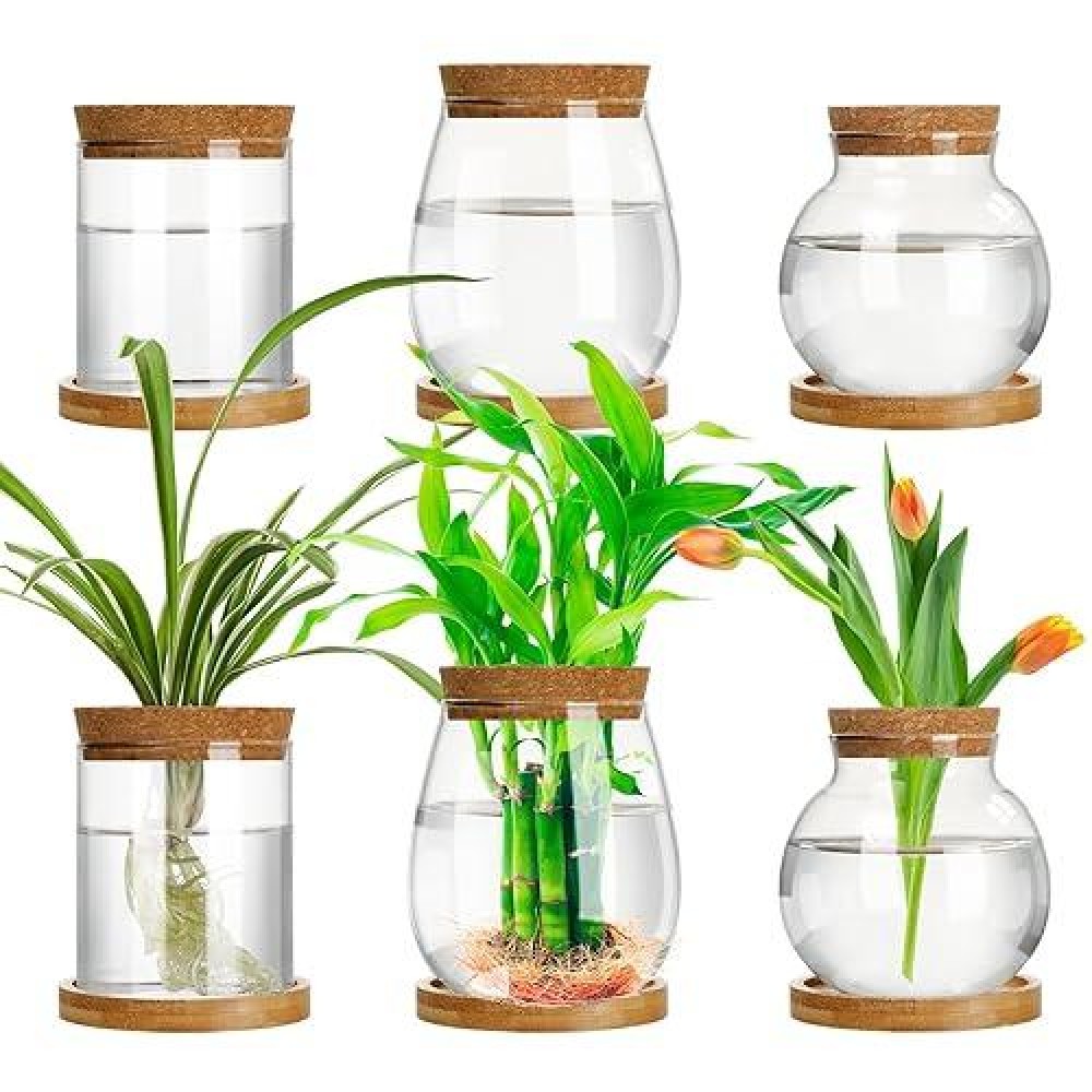 Beeveer 6 Pcs Plants Propagation Station Separated Desktop Plant Terrarium With Wood Lid And Stand 3 Sizes Glass Planter Propag