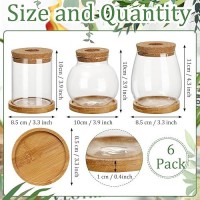 Beeveer 6 Pcs Plants Propagation Station Separated Desktop Plant Terrarium With Wood Lid And Stand 3 Sizes Glass Planter Propag