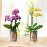 Pavtner Orchid Pot 6 Pack 47 X 56 Plastic Clear Orchid Pots With Holes Orchid Pot For Repotting Sturdy Deep Flower Plant