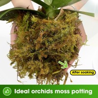 Duspro Dried Moss For Potted Plants Forest Orchid Moss For Potting Mix Sphagnum Potting Moss For Plants Indoor Real Moss Soil