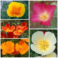 Seed Needs California Poppy Seeds 2 000 Heirloom Seeds For Planting Eschscholzia Californica Mixed Colors Attracts Butterfl