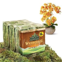 Wemoss Natural Moss For Plants Indoor Dried Moss For Potted Plants Orchid Moss For Repotting Forest Moss For Orchid Potting M