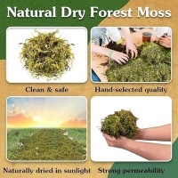 Wemoss Natural Moss For Plants Indoor Dried Moss For Potted Plants Orchid Moss For Repotting Forest Moss For Orchid Potting M