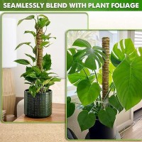 Duspro Natural Stackable Moss Pole For Plants Monstera Potted Plant Stakes For Indoor Plants Extendable Plant Pole Moss Sticks F