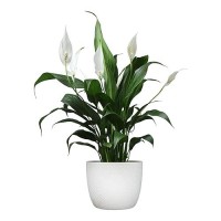 Easy Peace Lily Plant Decor In White 6 Inch Plant Pot Live Plant Decor Easy Plant Gift Live Houseplants Office Plants Low