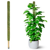 Duspro 59 Large Green Mesh Moss Pole Monstera Plant Support Tall Plant Stakes Moss Pole For Plants Monstera Garden Pole Mois