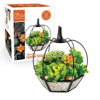 Deco Glass Pumpkin Plant Terrarium 7X7X8 Indoor Tabletop Black Trimmed Geometric Planter Decor Succulents Air Plants Mo