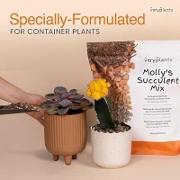 Mollys Succulent Mix Premium Gritty Soilless Potting Mix For Succulents Cactus And Bonsai Contains Akadama Hyuga Bark Fi