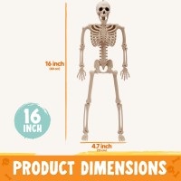 Joyin 16 Halloween Posable Skeleton Full Body Skeleton With Movable Joints For Halloween Party Haunted House Graveyard Props