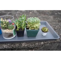 Vuwez 2 Pack Plant Saucer Tray Rectangular Plant Saucers For Indoors Heavy Sturdy Plastic Plant Drainage Trays Plant Drip Tra