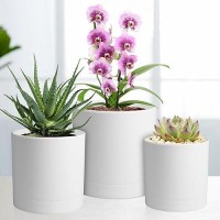 Meowell 654 Inch Flower Pots Pack Of 3 Cylinder Plant Pots For Small Indoor Outdoor Plants Plastic Planters With Drainage Ho