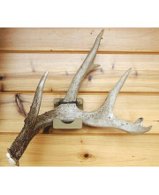Shed Bed Wall Mounted Shed Antler Display by Antleritis #7051